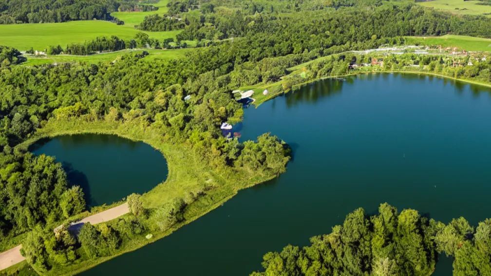 Життя на межі: Сморід свиней біля водойми