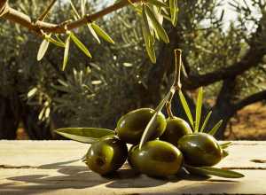 Арагонська оливкова олія: продається в Лондоні, але не в Сарагосі. Історія порятунку рідкісних сортів