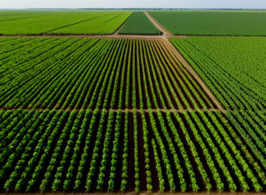 У Колумбії спалахнув конфлікт: бізнес-об'єднання проти нових зон захисту аграрних земель