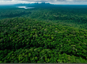Вплив Людини Трансформував Еволюційну Історію Амазонії: Дані Нового Дослідження