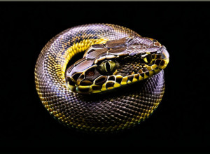 Короткий посібник з Python