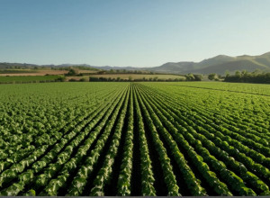 COP30: Справедливий кліматичний перехід для подолання голоду та бідності