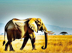 Національний парк Серенгеті