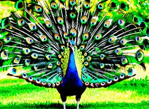 Мадрид запроваджує заходи проти пташиного грипу після виявлення інфікованого павича в парку Ретіро