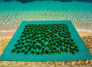 Кариби перетворюють саргасові водорості: від загрози туризму до інноваційних продуктів