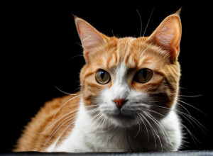 Історія котів