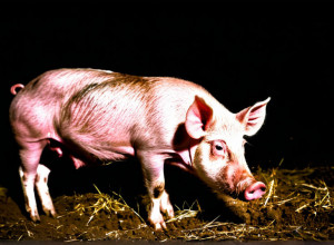 Африканська чума свиней: експерт попереджає про зростання випадків в Іспанії