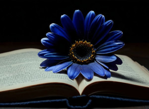 Нівес Пуейос: Як поезія допомогла 19-річній дівчині подолати анорексію