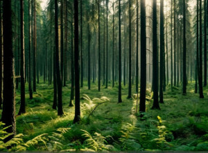 Загадки зниклого лісу