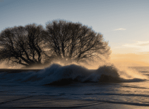 Країни узгодили дорожню карту фінансування захисту біорізноманіття: Результати COP16