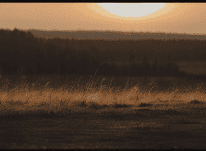 Приниження як тактика: Трамп і Зеленський