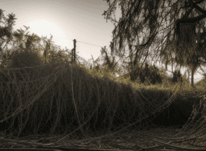 Ерос і Танатос у Відні та Берліні: ультраправі на марші