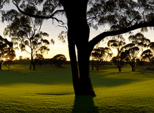 «Інфлюенсерка» покинула Австралію після скандалу через фото з дитинчам вомбата
