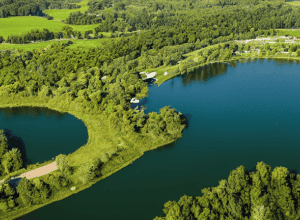 Життя на межі: Сморід свиней біля водойми