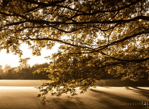 Нові ностальгуючі за Франко не знають Франко