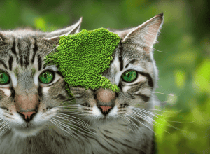 Котяча м'ята та інші рослини для котів: користь і догляд