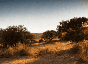 «Ель Пантоха», наркобарон, втік з в'язниці