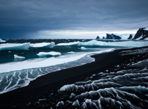 Пташиний грип спустошив половину популяції морських слонів у Південній Джорджії
