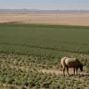 Відродження пустелі: мексиканські фермери повертають різноманітність у сільське господарство