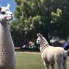 Лама-поліцейський Мігеліто з Чилі підкорює інтернет