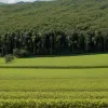 ООН б'є на сполох: виробництво кокаїну в Колумбії зросло на 53%
