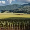 Цукор – біла смерть: як солодкий продукт змінив світ і зруйнував здоров'я