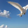 Ель Рото: Карикатура про політ та реальність