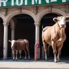Фестиваль корид у Більбао: скорочення кількості вистав, але програма обіцяє бути захоплюючою