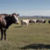 США знову закривають кордон для мексиканської худоби через паразита