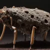 Комахи-зомбі: як паразити змушують комах коритися