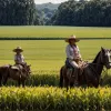 Ціни чи продуктивність? Дилема колумбійських фермерів