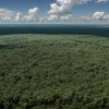 Бразильська соя: прихована загроза для України та Європи