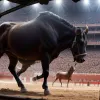 Втрачений шанс: Корида в Мадриді залишила неоднозначне враження