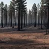 Лісові пожежі в Іспанії: Серпень нищить статистику за вигорілими гектарами