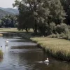 У Каталонії виявлено перший випадок пташиного грипу у лелеки
