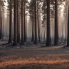 Лісові пожежі в Оренсе, Леоні та Саморі: фото з повітря показують масштаб лиха