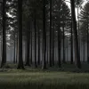 У Новій Зеландії застрелили батька, який переховувався з дітьми в лісі чотири роки