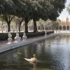 У Севільї закривають парк Марія-Луїза через загибель качок: що відбувається?