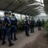 У Мехіко ліквідовано мережу з виробництва "дизайнерської" марихуани, затримано підозрюваних